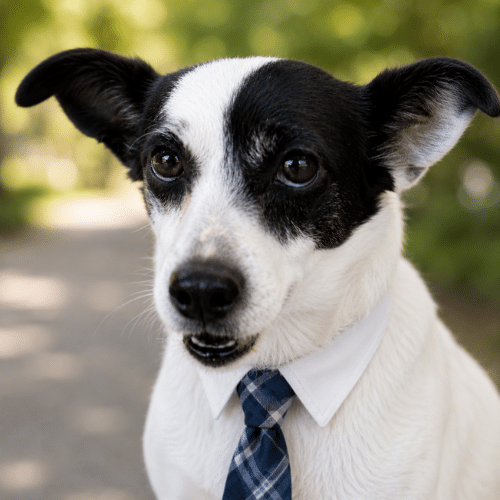 Caravel Law Snoop Lee, Chief Cuteness Officer